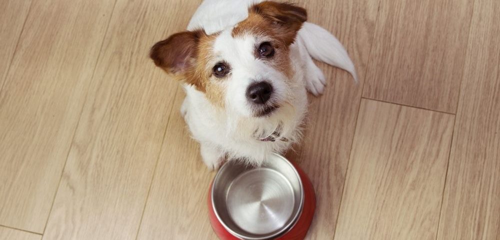 Is It Safe for Pets To Drink Softened Water?