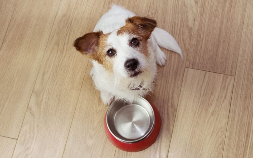 Is It Safe for Pets To Drink Softened Water?